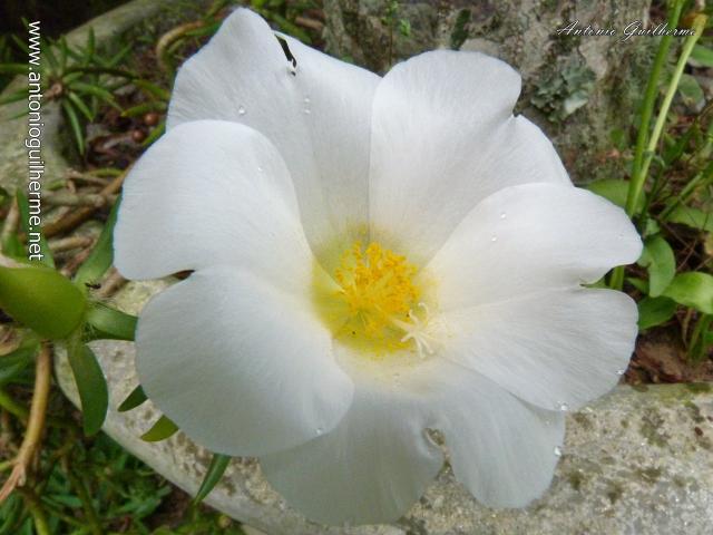 P1000624.jpg