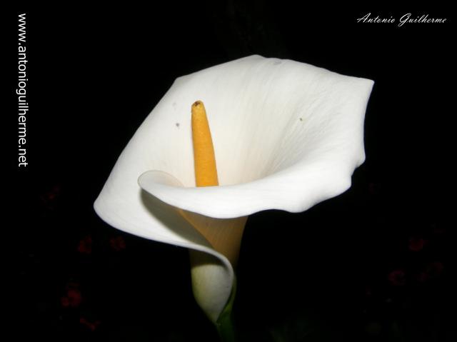 P9275385.JPG