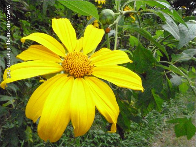 flores_6124942509_o.jpg