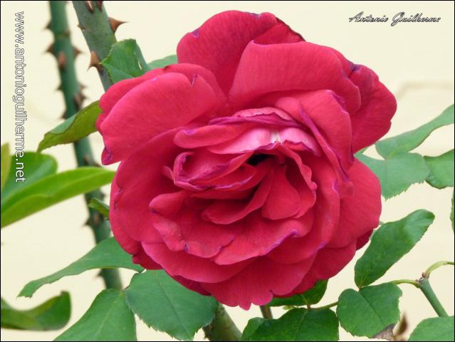 flores_6124943043_o.jpg