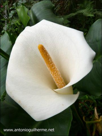 flores_6124943635_o.jpg