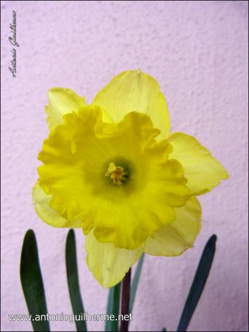 flores_6124943813_o.jpg