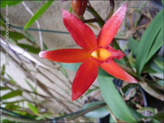 flores_6124943953_o.jpg