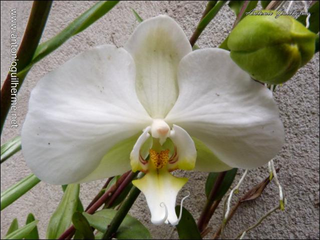 flores_6124944241_o.jpg