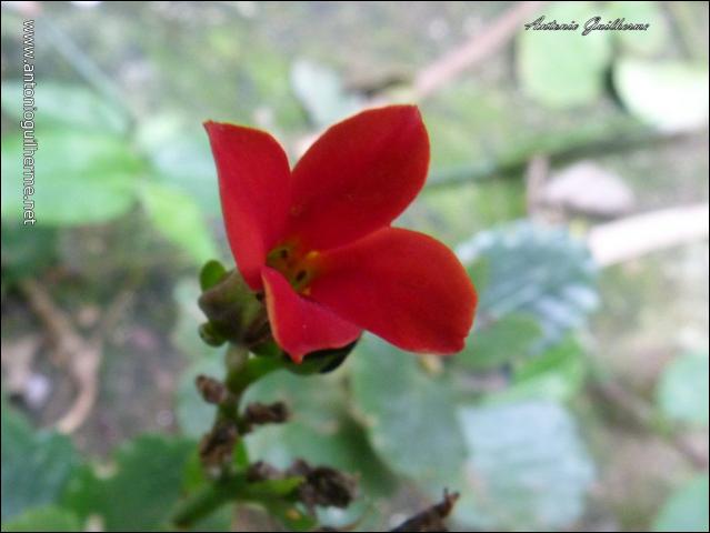 flores_6124944537_o.jpg