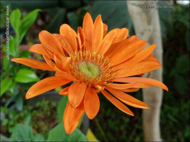 flores_6124945087_o.jpg