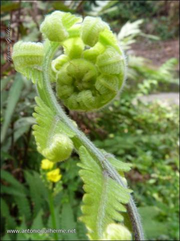 flores_6124945387_o.jpg